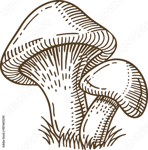 Hand drawn illustration of mushrooms growing in grass with detailed texture and shading