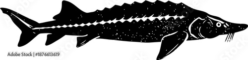 Black and white illustration of a sturgeon fish, detailed aquatic creature with elongated body and bony plates