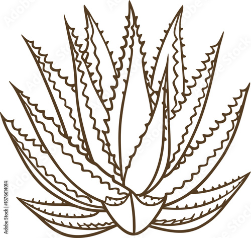 aloe plant with spiky leaves, medicinal succulent and desert cactus