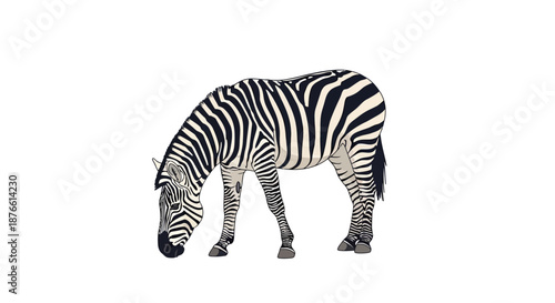 Zebra grazing on the grass with black and white stripes.