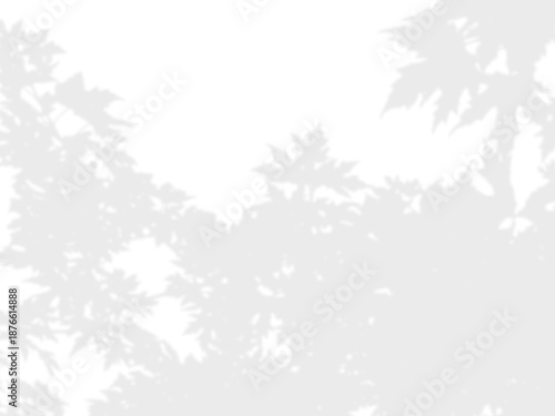 Tree branches leaf shadow overlaying transparent background