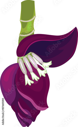 Inflorescence of banana plant on white background