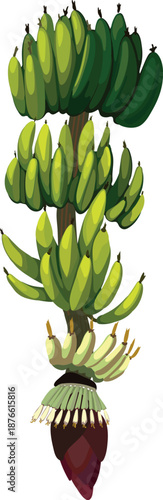 Ripening yellow banana fruit, green banana fruit and inflorescence of banana plant