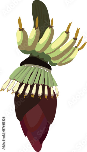 Unripe banana fruit and inflorescence of banana plant