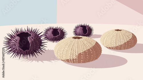 Five spiky sea urchin shells arranged on a flat surface, with subtle background colors