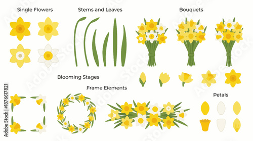 Daffodil flower elements and bouquets. Spring Vector Packs. EPS Editable