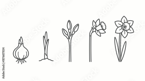 Daffodil growth stages line drawing. Spring Vector Packs. EPS Editable