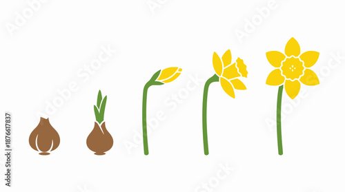 Daffodil growth stages illustration. Spring Vector Packs. EPS Editable