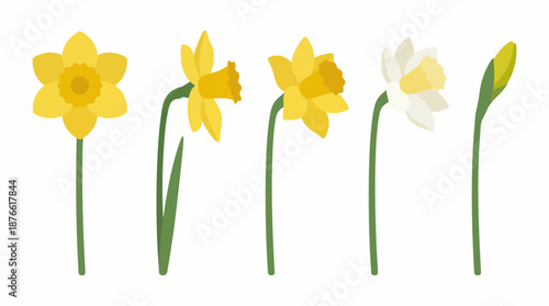 Daffodils in a row isolated background. Spring Vector Packs. EPS Editable