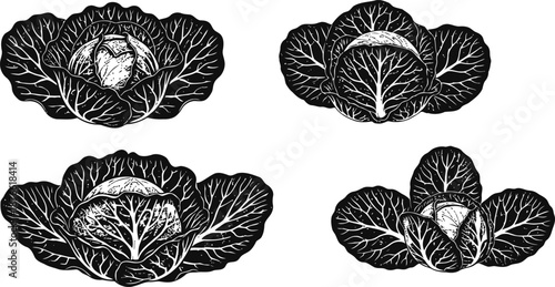 Illustration of cabbage and cauliflower vegetables with detailed leaves and texture