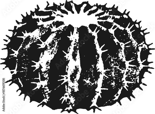 black and white illustration of a round cactus with sharp spines and ribbed surface texture