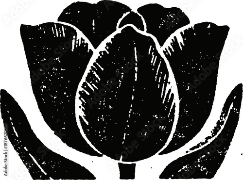 Black and white tulip flower with leaves vintage botanical illustration