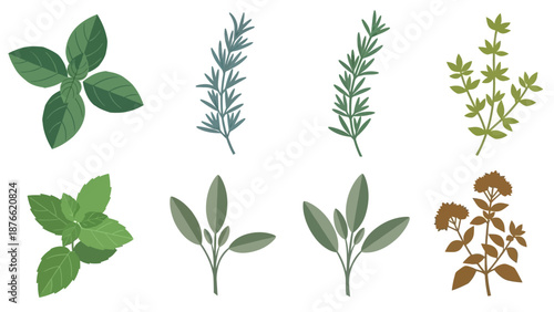 Culinary Herbs Collection: Basil, Rosemary, Mint, Sage, Oregano, Thyme Vector Set