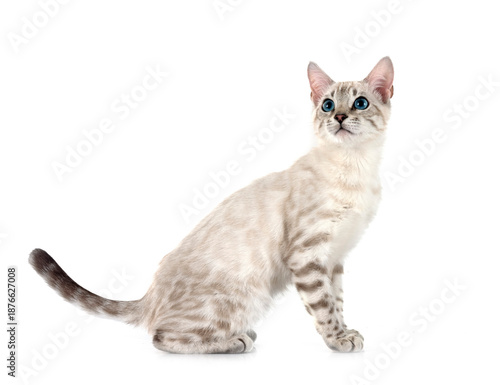 Wallpaper Mural bengal kitten in studio Torontodigital.ca