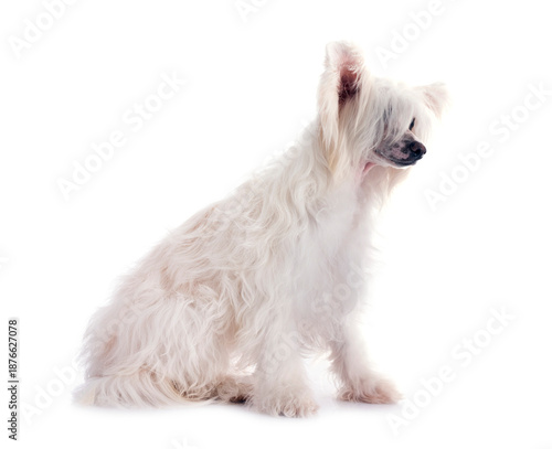 Valokuva Chinese Crested Dog Powderpuff
