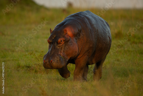 Canvas Print Hippo walks towards camera over grass plain