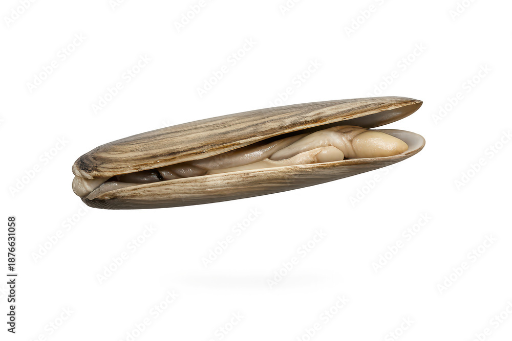 Fototapeta premium Open Razor Clam with Meat on a transparent background, seafood delicacy