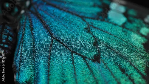 Macro Close-up of Vibrant Blue and Turquoise Iridescent Butterfly Wing Texture. Detailed view of microscopic scales, veins, and natural bioluminescence structure.