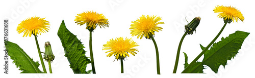 Dandelions growing in stages from bud to full bloom in a garden setting during the spring season isolated on transparent background, PNG file