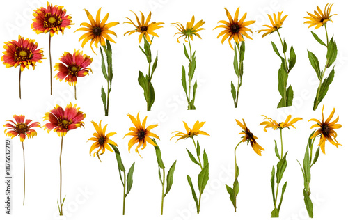 Collection of flowers with red and yellow petals arranged in a pattern on a white background