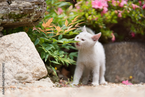 5月、すくすく育つ白い仔猫