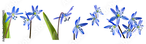 Blue flowers bloom in a garden during spring with green leaves around them in various shapes and angles