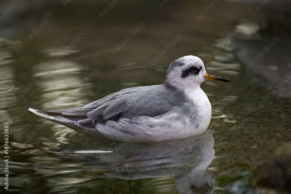 Fototapeta premium Red Phalarope, Phalaropus fulicarius, relaxed on shallow water