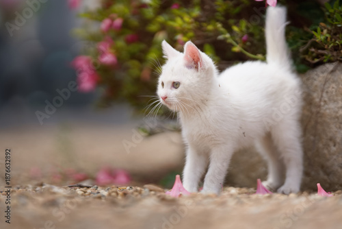 5月、すくすく育つ白い仔猫