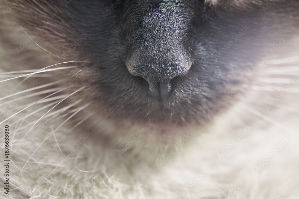 Fototapeta premium Close-up of a siamese cats nose with focus on whiskers and fur texture.