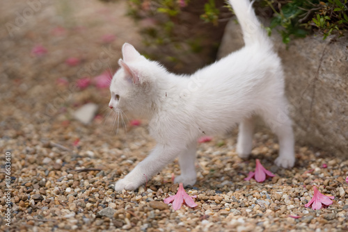 5月、すくすく育つ白い仔猫