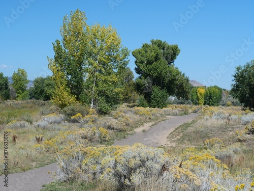 Photography Autumn Rubber Rabbitbrush Bloom Along Prairie Trail in Colorado