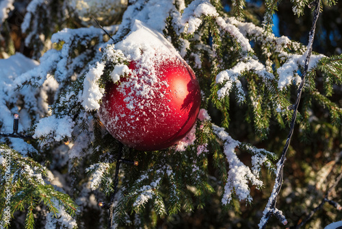 Red ball on a snow-covered Christmas tree, shallow depth of field.