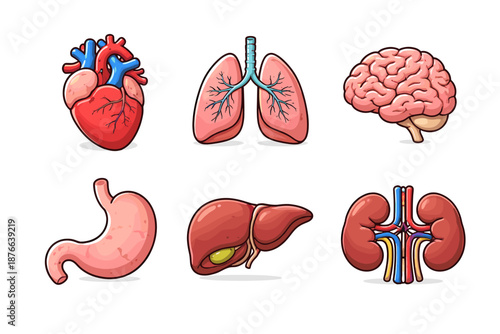 Collection of stylized human internal organs including heart, lungs, brain, stomach, liver, and kidneys