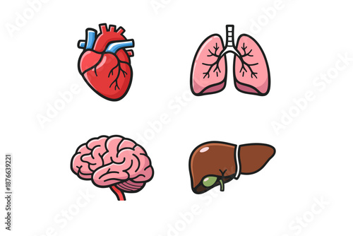 Set of stylized human internal organs including heart, lungs, brain, and liver