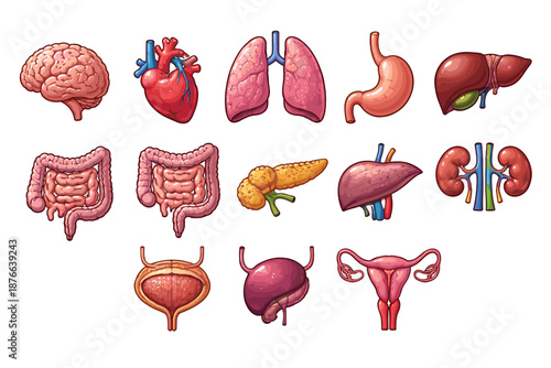 Collection of human internal organs depicted in a colorful, stylized illustration
