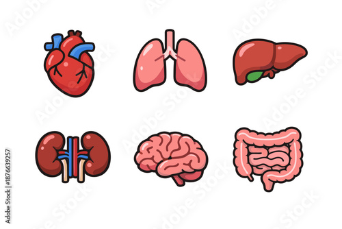 Collection of stylized human internal organs including heart, lungs, liver, kidneys, brain, and intestines