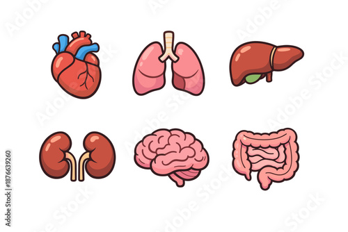 Collection of stylized human internal organs for educational or medical illustration