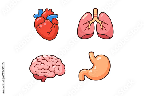 Cute cartoon human organs including heart, lungs, brain, and stomach