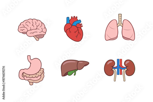 Collection of stylized human internal organs including brain, heart, lungs, stomach, liver, and kidneys