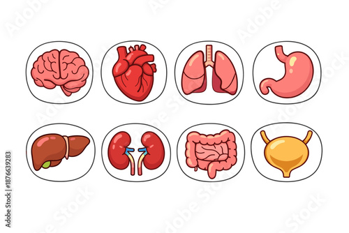 Collection of cartoon human internal organs in circles for medical illustration