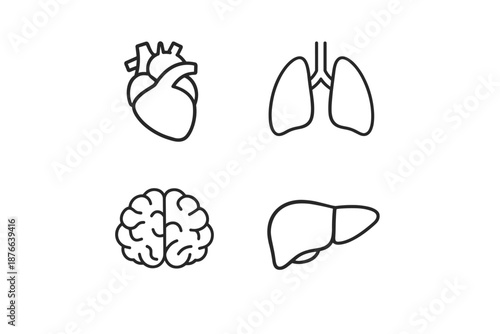 Set of four human internal organ icons: heart, lungs, brain, and liver