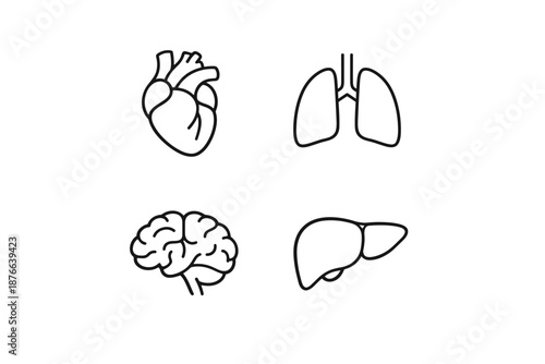 Set of four internal organ icons: heart, lungs, brain, and liver