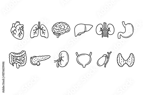 Collection of simple line art icons representing human internal organs