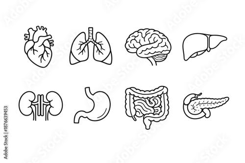 Collection of simplified line art icons representing human internal organs