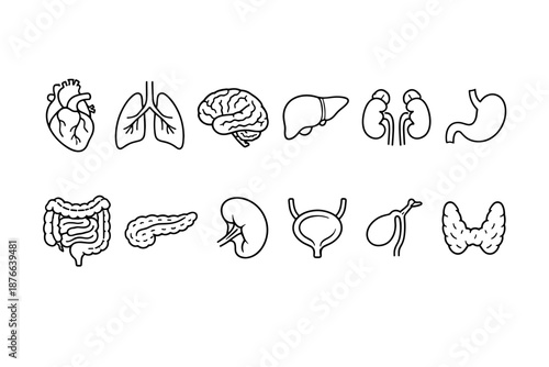 Collection of stylized human internal organ icons for medical illustration