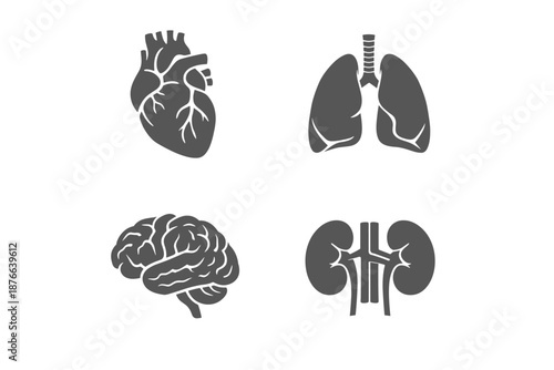 Set of human organ icons: heart, lungs, brain, and kidneys
