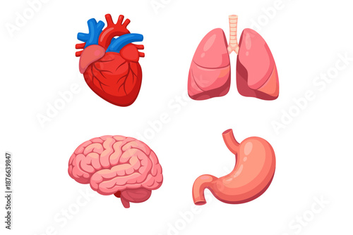 Illustration of human organs including heart, lungs, brain, and stomach