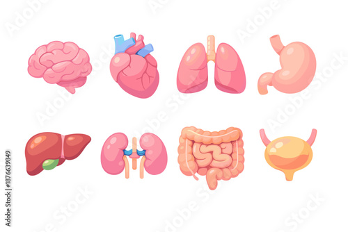 Collection of cartoon human internal organs for medical education and design