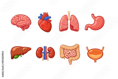 Collection of cartoon human internal organs for medical illustration