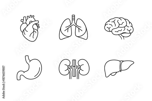Collection of simple line art icons representing human internal organs